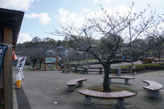 日和山公園の桜の様子　(3月28日現在)