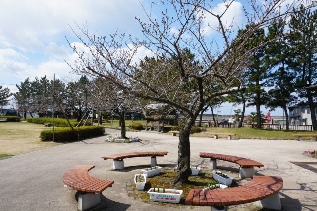 日和山公園の桜の様子　(4月1日現在)