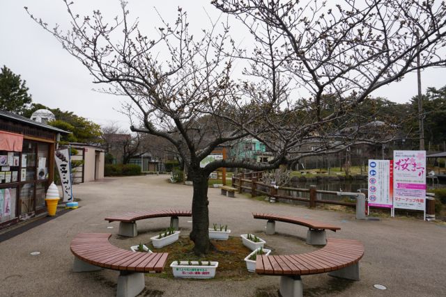 日和山公園の桜の様子（4月4日現在）