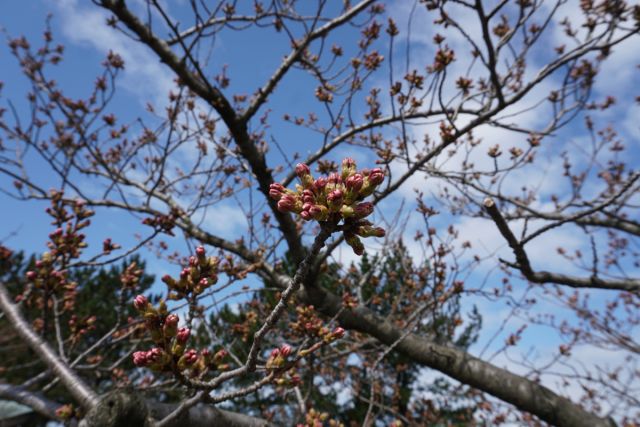 日和山公園の桜の様子（4月8日現在）