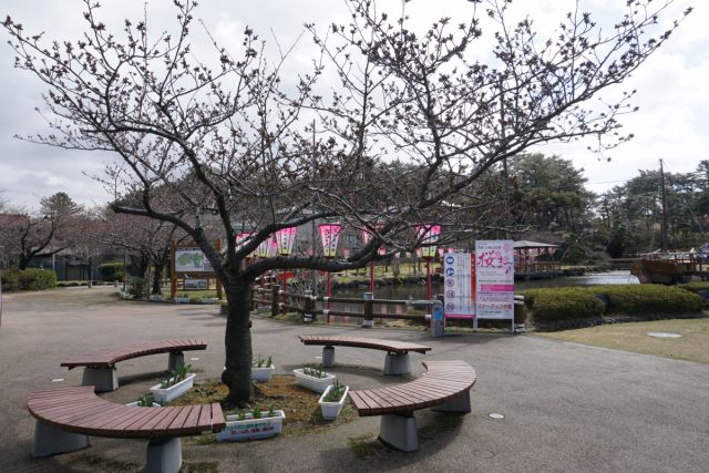 日和山公園の桜の様子（4月8日現在）