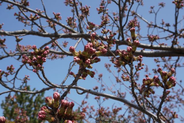日和山公園の桜の様子（4月10日現在）