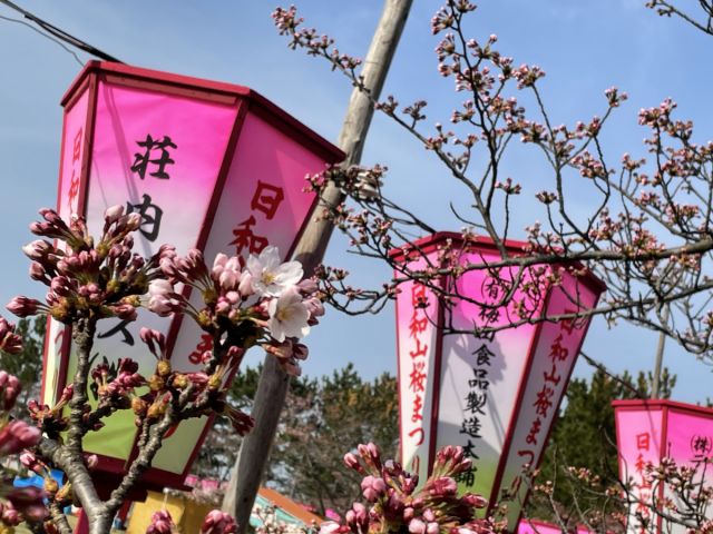 日和山公園の桜の様子（4月11日現在）