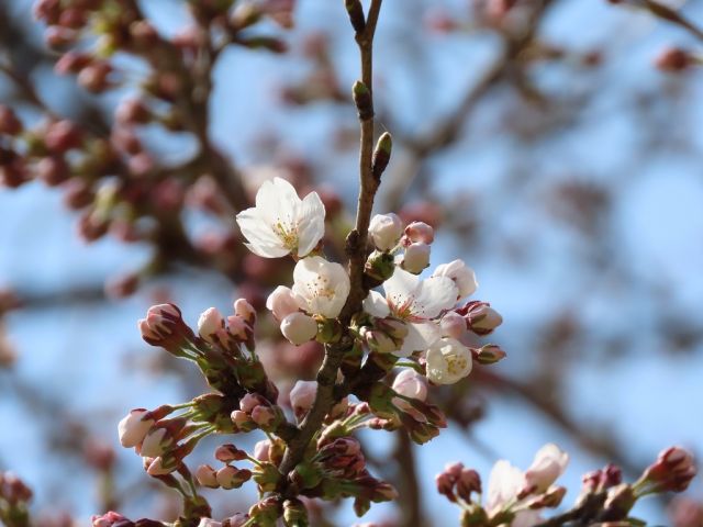 舞鶴公園の桜の様子（4月12日現在）