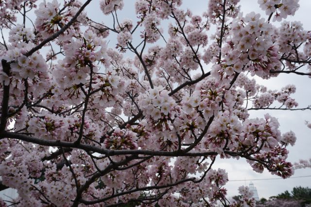日和山公園の桜の様子（4月13日現在）