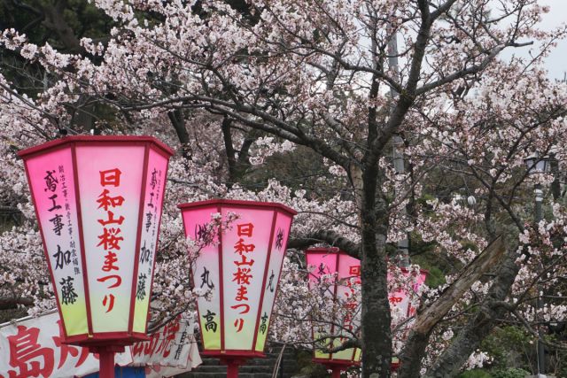 日和山公園の桜の様子（4月13日現在）