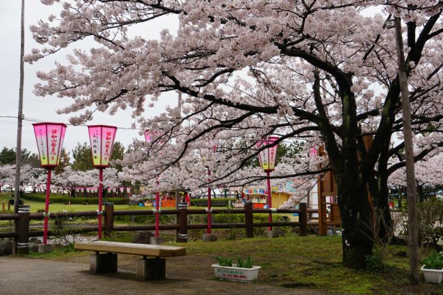 日和山公園の桜の様子　(4月15日現在)