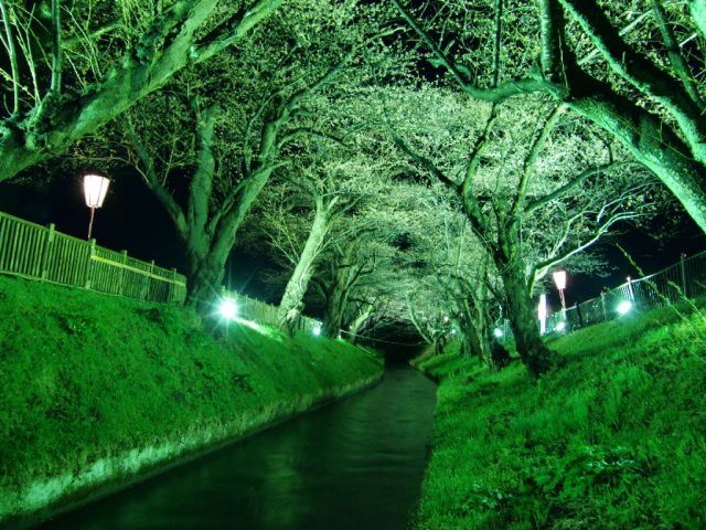 舞鶴公園の桜の様子（4月15日現在）