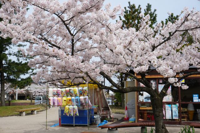 日和山公園の桜の様子　(4月18日現在)
