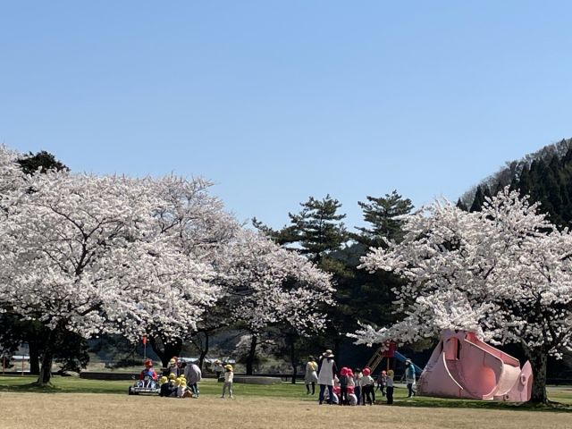 舞鶴公園の桜の様子（4月20日現在）