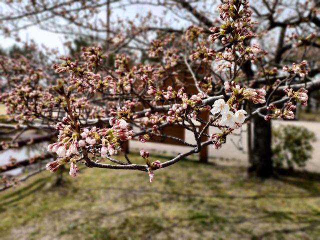 日和山公園の桜が開花しました！