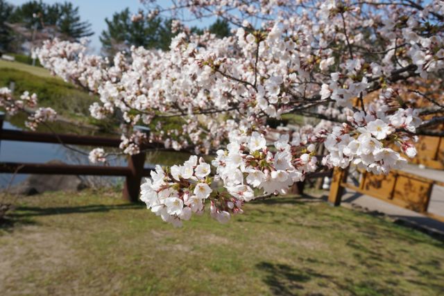 日和山公園の桜の様子(4月3日)