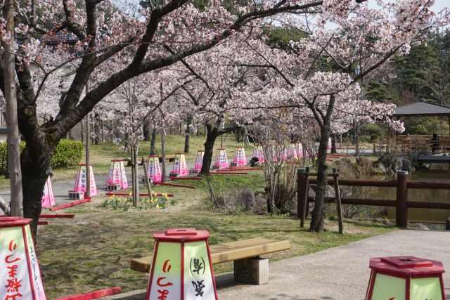 日和山公園の桜の様子(4月4日)