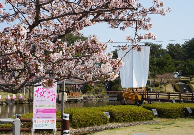 日和山公園の桜の様子(4月4日)