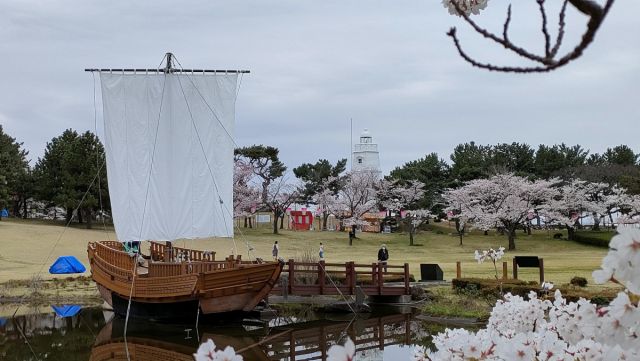 日和山公園の桜の様子(4月6日)　満開です！