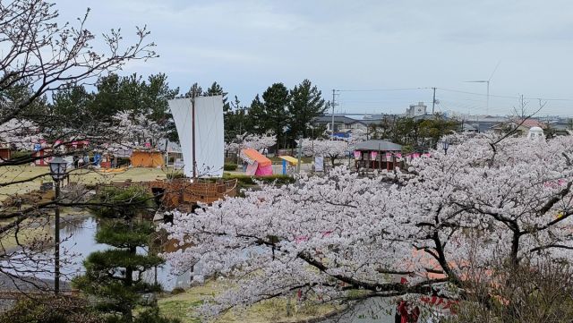日和山公園の桜の様子(4月6日)　満開です！
