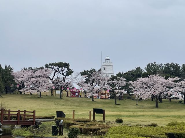 日和山公園の桜の様子(4月8日)