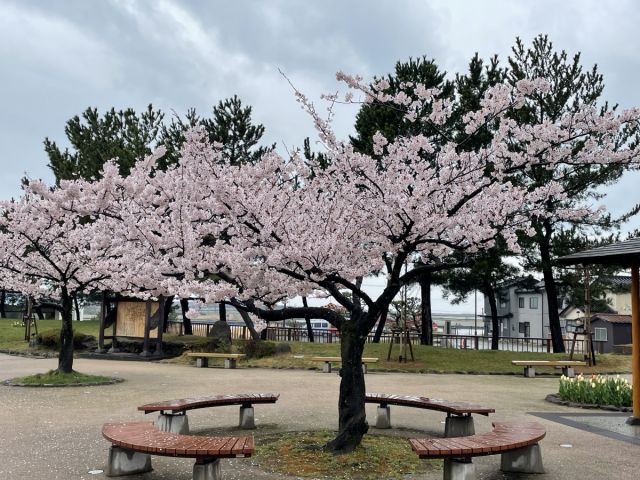 日和山公園の桜の様子(4月8日)
