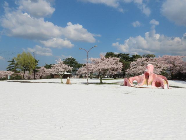 舞鶴公園の桜の様子(4月9日)