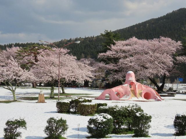 舞鶴公園の桜の様子(4月9日)
