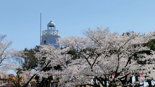 日和山公園の桜の様子(4月10日)