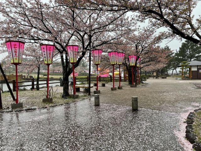 日和山公園の桜の様子(4月12日)