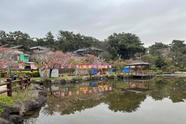 日和山公園の桜の様子(4月14日)