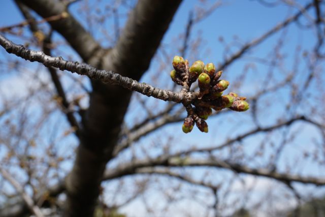日和山公園の桜の様子（4月1日）