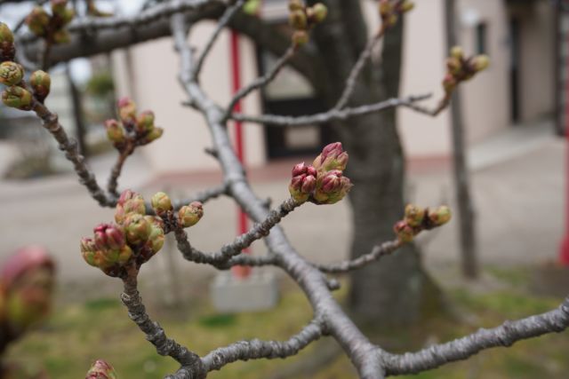日和山公園桜の様子（4月3日)