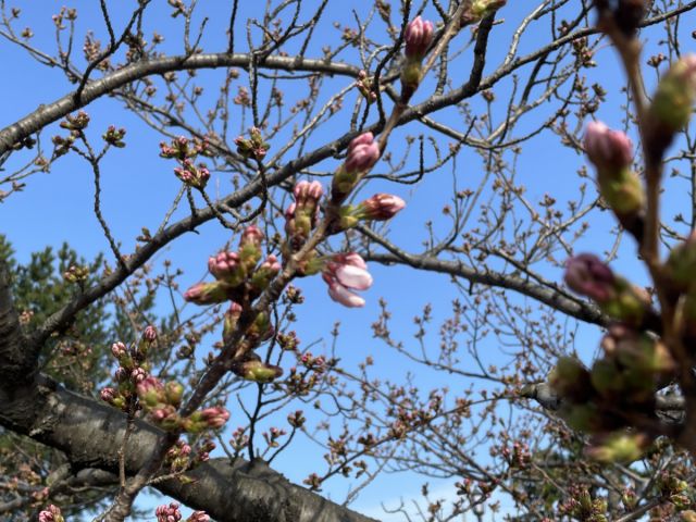 日和山公園桜の様子（4月7日）