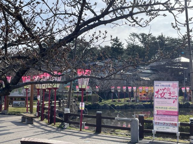 日和山公園桜の様子（4月7日）