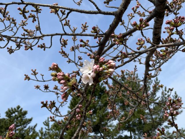 日和山公園の桜の様子（4月8日）開花しました