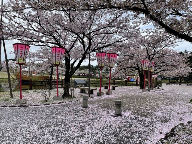 日和山公園の桜の様子（4月17日）桜の絨毯