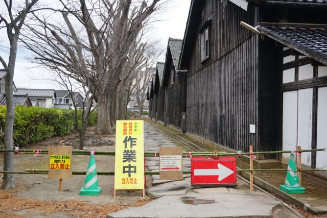山居倉庫ケヤキ並木の一部通行規制について
