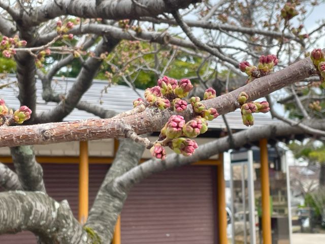 日和山公園の桜の開花状況（４/６現在）