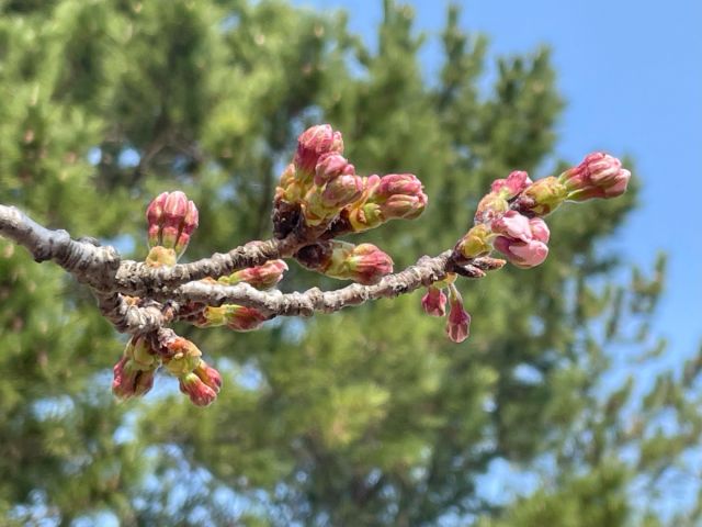 日和山公園の桜の開花状況（４/７現在）