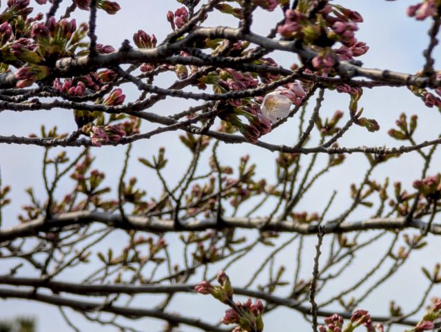 日和山公園の桜　開花宣言が発表されました！