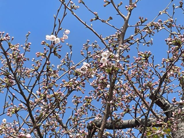 日和山公園の桜の開花状況（４/９現在）