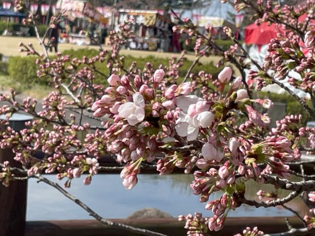 日和山公園の桜の開花状況（４/９現在）