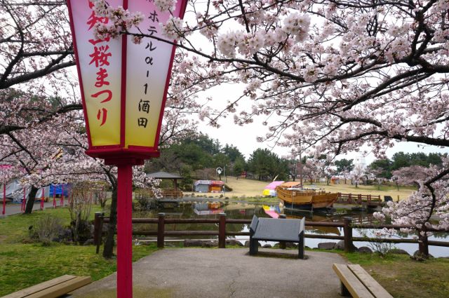 日和山公園桜の開花状況（4/12現在）
