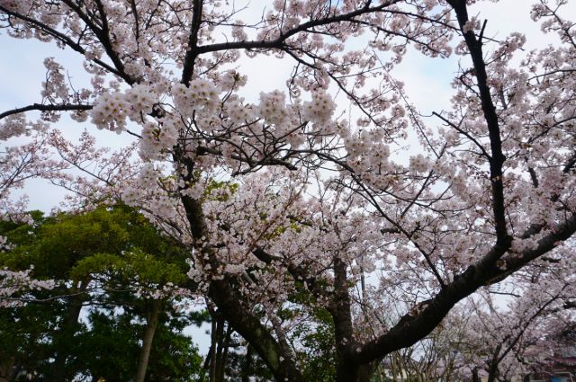 日和山公園桜の開花状況（4/12現在）