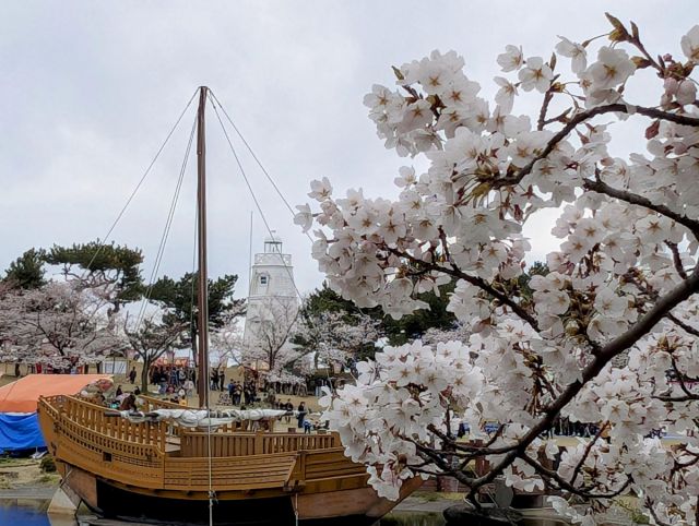 日和山公園の桜の開花状況（４/１３現在）
