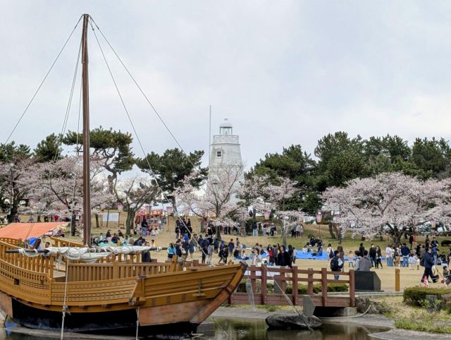 日和山公園の桜の開花状況（４/１３現在）