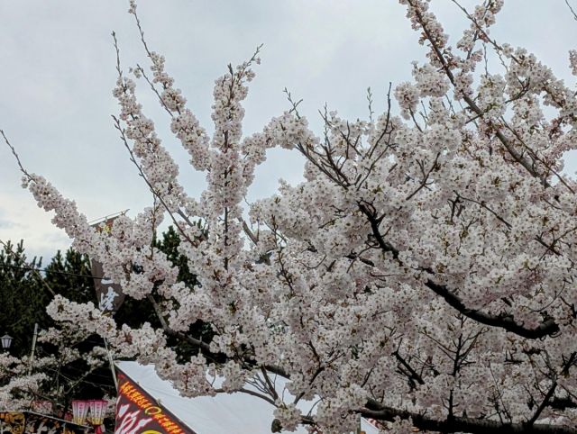 日和山公園の桜の開花状況（４/１３現在）