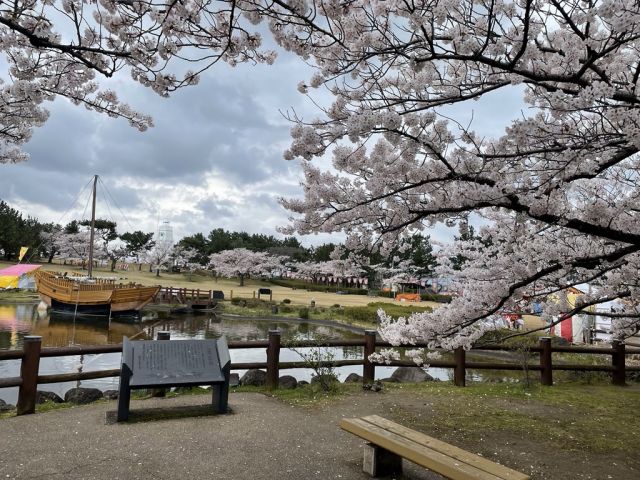日和山公園の桜の開花状況（4/16現在）