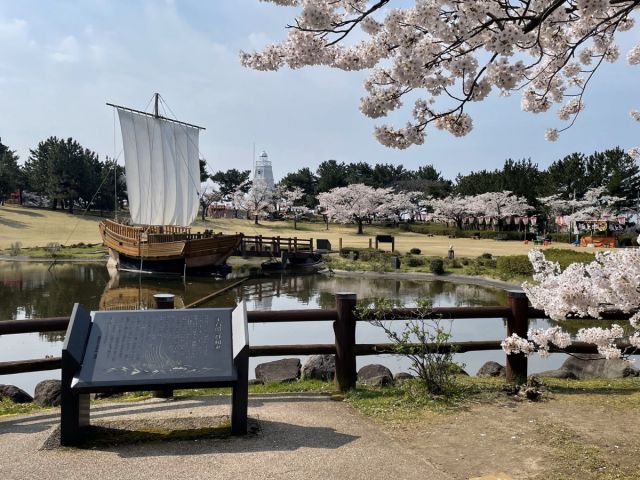 日和山公園の桜の開花状況（4/17現在）