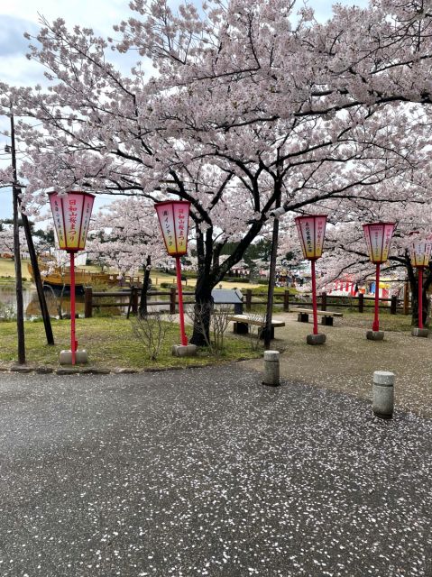 日和山公園の桜の開花状況（4／18現在）
