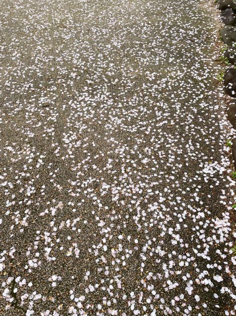 日和山公園の桜の開花状況（4／18現在）