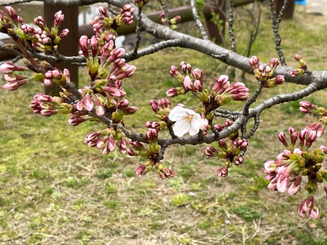 日和山公園の桜が開花しました！