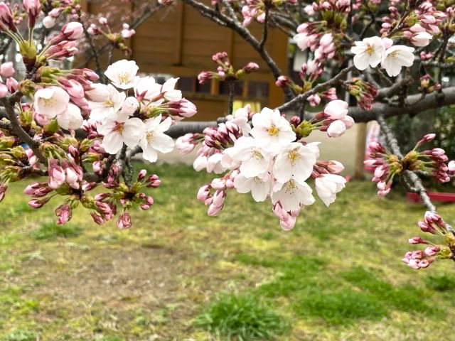 日和山公園の桜の開花状況(4/3現在)